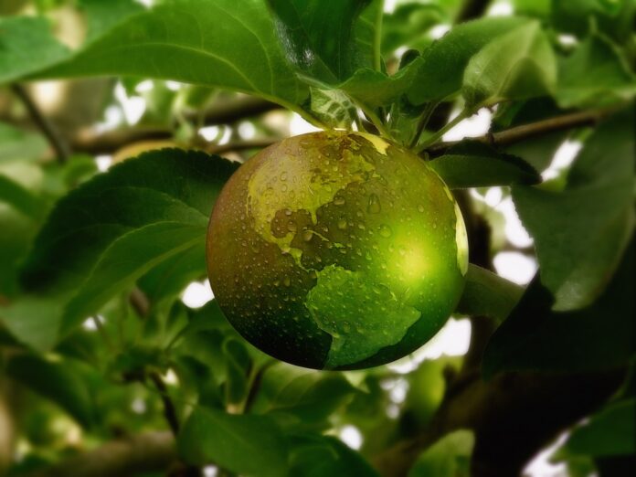 Cultivating Community: The Power and Benefits of Community Gardens